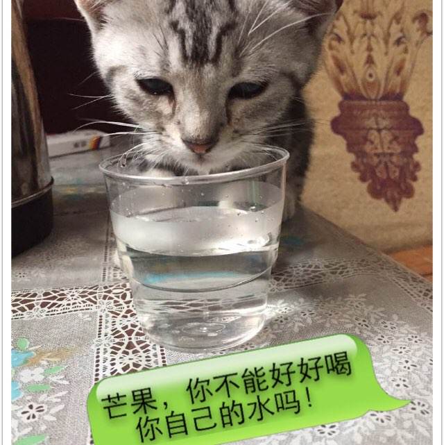仿制假普雷里维尤农业与机械大学文凭毕业证